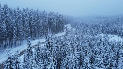 Winter forest Stock Footage 214391059