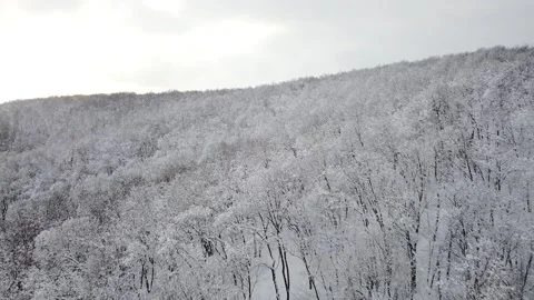 Winter forest Vidéo 223385315