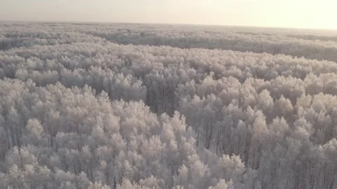 Winter Forest Video stock 225296991