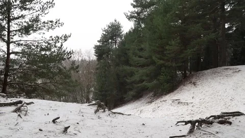 Winter forest Stock Footage 225443326