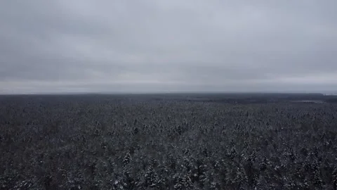 Winter forest Video stock 227934061