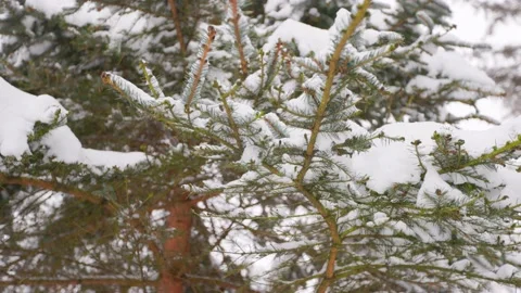 In winter forest Stock Footage 228752906