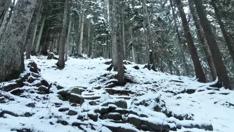 Winter forest Stock Footage 231154732