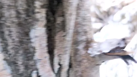 Winter forest Stock Footage 231154762