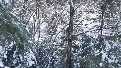 Winter forest Stock Footage 231154763