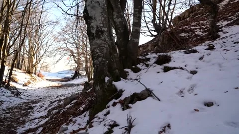 Winter forest Stock Footage 234108459