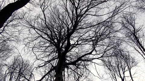 Winter forest Stock Footage 250298158