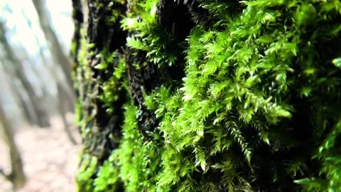 Winter forest Stock Footage 250298181