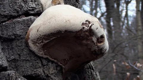 Winter forest Stock Footage 250298190