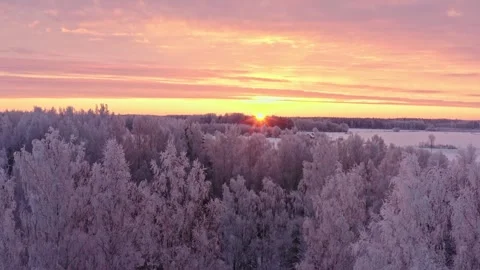 Winter Forest Stock Footage 256679273