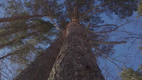 Winter forest Stock Footage 266021421