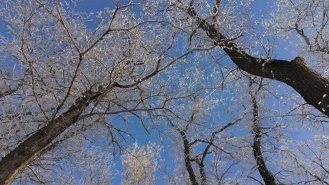 Winter Forest Stock Footage 293801694