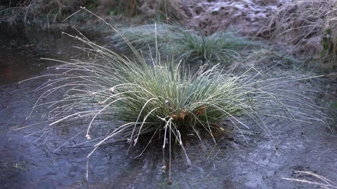 Winter Forest Stock Footage 300792434