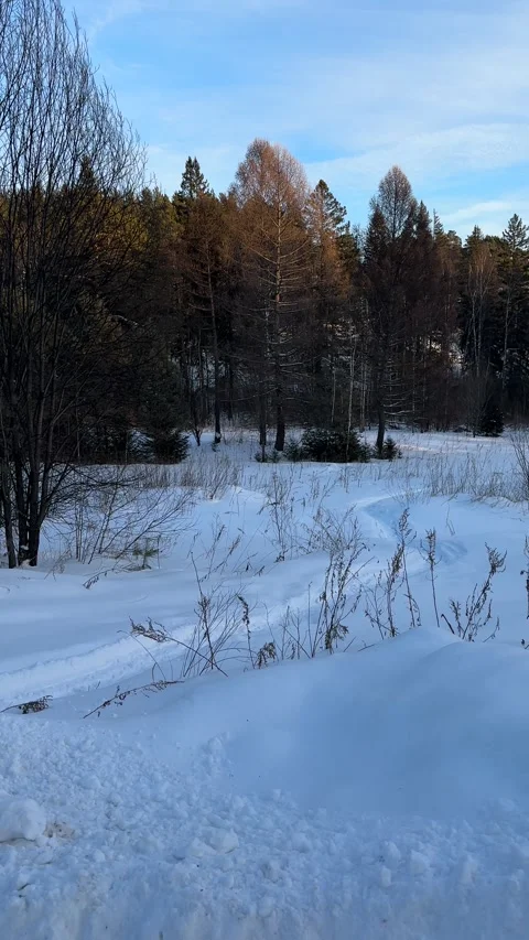 Winter forest Stock Footage 301245239