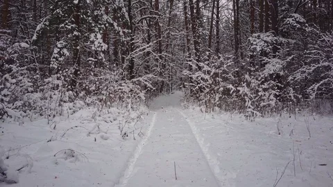 Winter forest footpath Stock Footage 83633762
