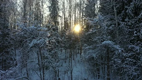 Winter forest. Forest in the snow in the contour light. The sun through the Stock Footage 147632660