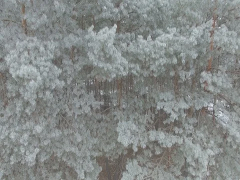 Winter forest, gloomy day. D-Log Flat Video For Editing Stock Footage 71700845