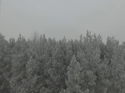 Winter forest, gloomy day. D-Log Flat Video For Editing Stock Footage 71700866