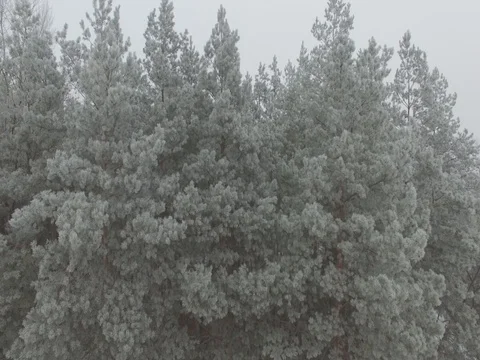Winter forest, gloomy day. D-Log Flat Video For Editing Stock Footage 71700980