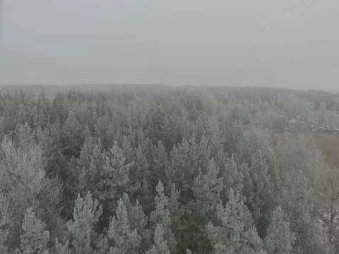 Winter forest, gloomy day. D-Log Flat Video For Editing Stock Footage 71701001