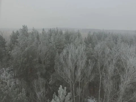 Winter forest, gloomy day. D-Log Flat Video For Editing Stock Footage 71701309