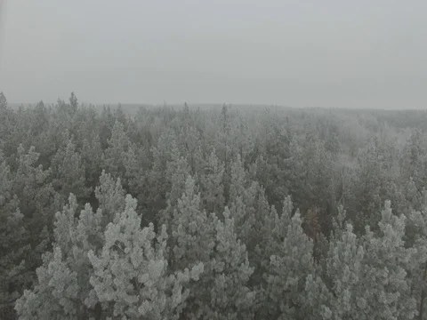 Winter forest, gloomy day. D-Log Flat Video For Editing Stock Footage 71701469