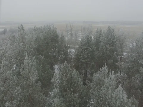 Winter forest, gloomy day. D-Log Flat Video For Editing Stock Footage 71701522