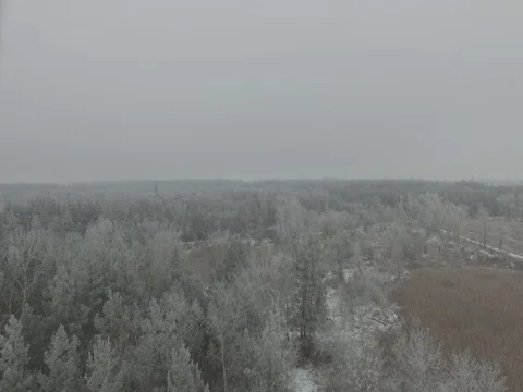 Winter forest, gloomy day. D-Log Flat Video For Editing Stock Footage 71701599
