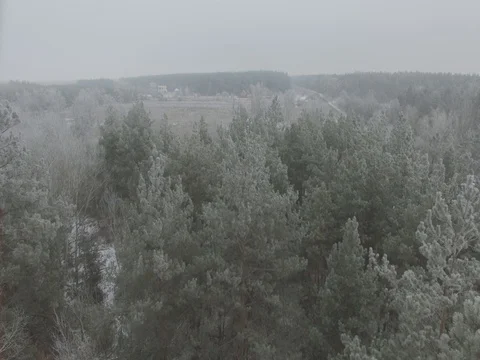 Winter forest, gloomy day. D-Log Flat Video For Editing Stock Footage 71701689