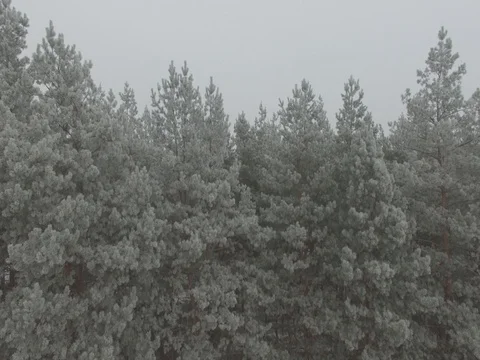 Winter forest, gloomy day. D-Log Flat Video For Editing Video stock 71701797
