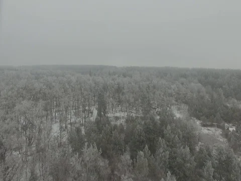 Winter forest, gloomy day. D-Log Flat Video For Editing Stock Footage 71702041