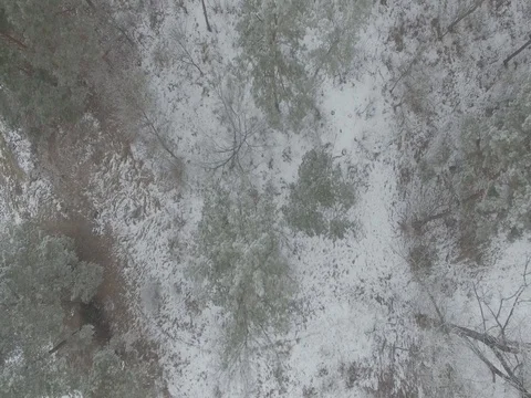 Winter forest, gloomy day. D-Log Flat Video For Editing Stock Footage 71702879