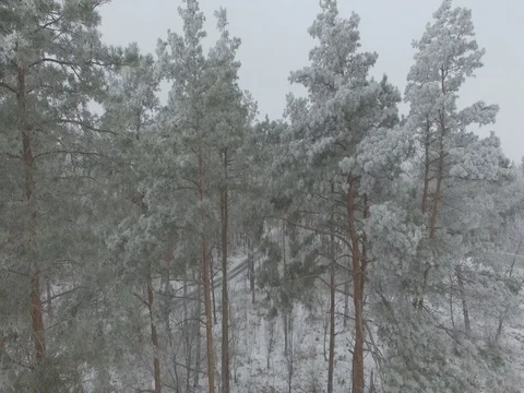 Winter forest, gloomy day. D-Log Flat Video For Editing Stock Footage 71702982