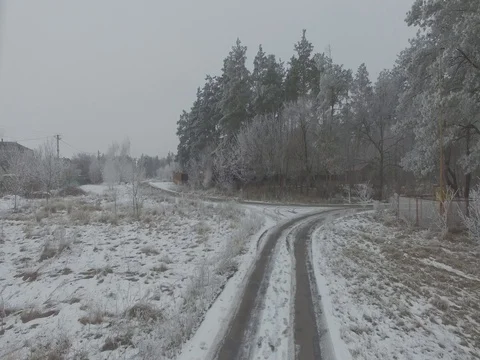 Winter forest, gloomy day. D-Log Flat Video For Editing Stock Footage 71703342