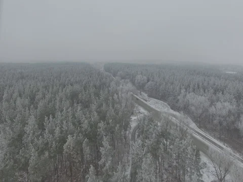 Winter forest, gloomy day. D-Log Flat Video For Editing Video stock 71703358
