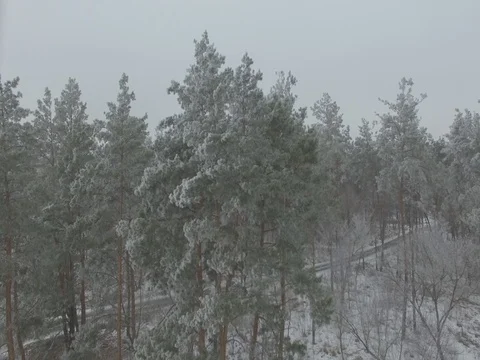 Winter forest, gloomy day. D-Log Flat Video For Editing Stock Footage 71703468