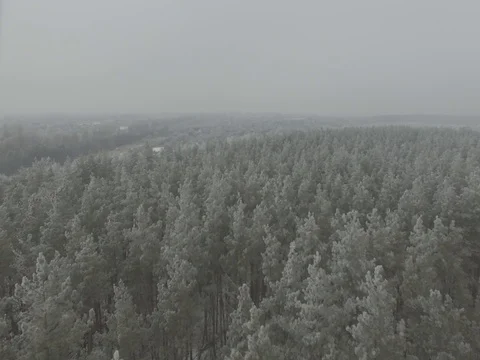 Winter forest, gloomy day. D-Log Flat Video For Editing Stock Footage 71703534
