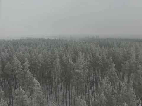 Winter forest, gloomy day. D-Log Flat Video For Editing Video stock 71703635