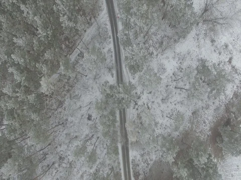 Winter forest, gloomy day. D-Log Flat Video For Editing Video stock 71703639