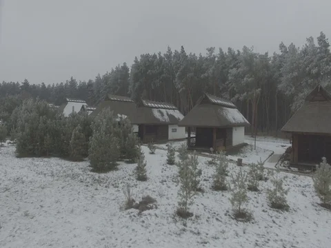 Winter forest, gloomy day. D-Log Flat Video For Editing Stock Footage 71703651