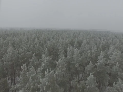 Winter forest, gloomy day. D-Log Flat Video For Editing Video stock 71703852