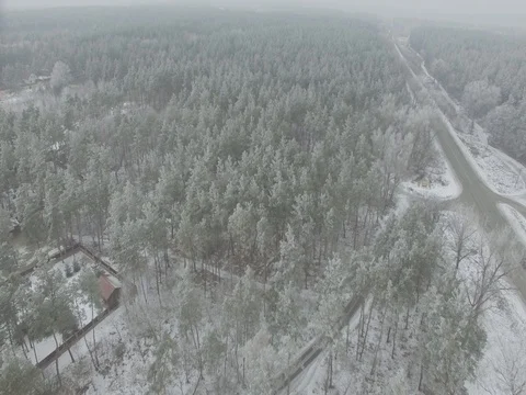 Winter forest, gloomy day. D-Log Flat Video For Editing Stock Footage 71704134