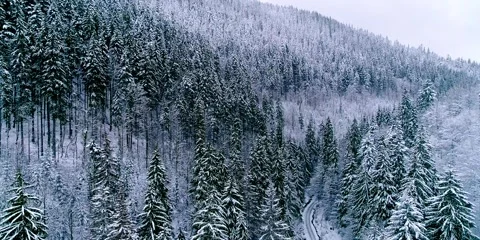 Winter forest with green tree covered by snow, Covered by snow, snowy landscape  Stock Footage 279917845