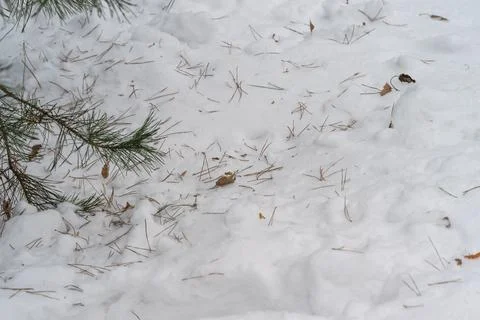 Winter forest ground with needles. Serene image of pine needles scattered on for Stock Photos