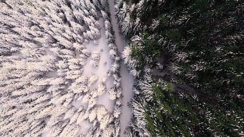 Winter Forest With Half Green, White Trees In Snow Aerial View Stock Footage 100431008