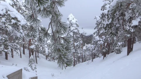 Winter forest. Handheld Stock Footage 86218757