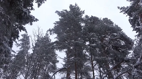 Winter Forest in Heavy Snowfall: Winter Snowy Sky and Forest Road Stock Footage 102447431