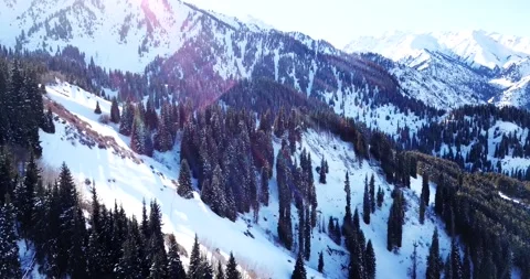 Winter forest high in the mountains. Video stock 148076820