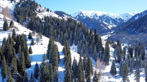 Winter forest high in the mountains. Stock Photos