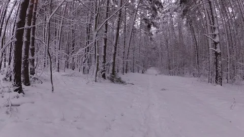 Winter Forest, High Pine Covered With Snow Stock Footage 99989391